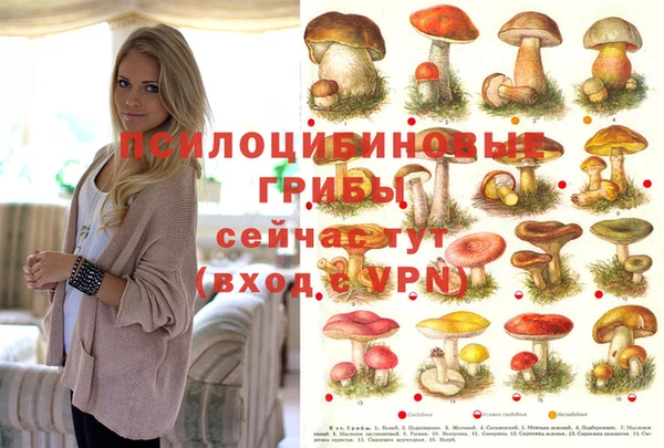 стафф Алексин
